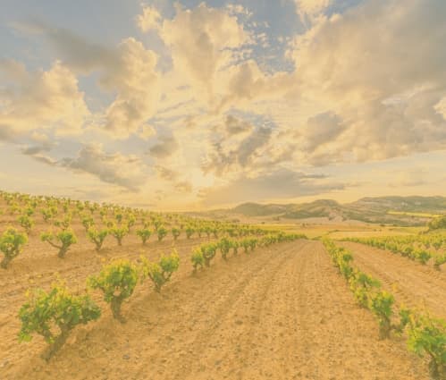 Investing in Spanish wine: Rioja vs Ribera del Duero - Featured image