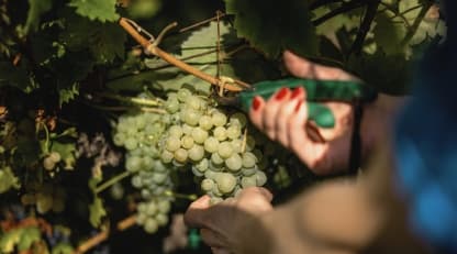 Supply discipline in the Northern Hemisphere’s 2026 wine harvest has direct implications for pricing - Featured image