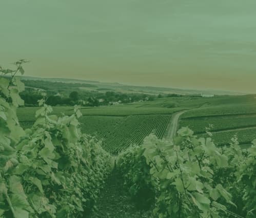 Champagne Regional Report - Featured image