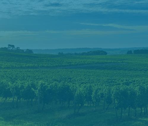 Bordeaux 2021 | Vintage Report - Featured image