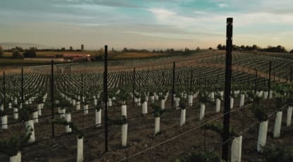 Part II Bordeaux climate change: adaptive viticulture the way forward? - Featured image